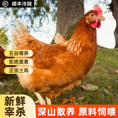三年老母鸡土鸡农家散养正宗土鸡走地鸡新鲜现杀整只黄油老母鸡