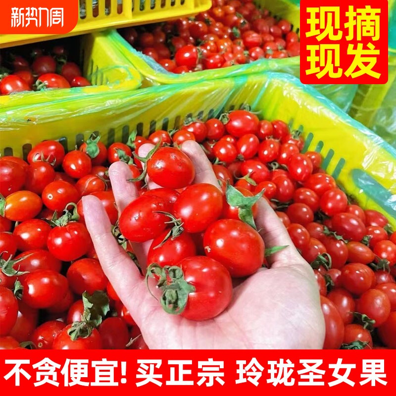 农家现摘玲珑圣女果3斤小番茄新鲜水果蔬菜当季时令小西红柿5