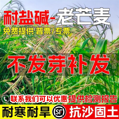 老芒麦种籽护坡固土抗风固沙无芒雀麦牧草种子当季耐热种植耐旱