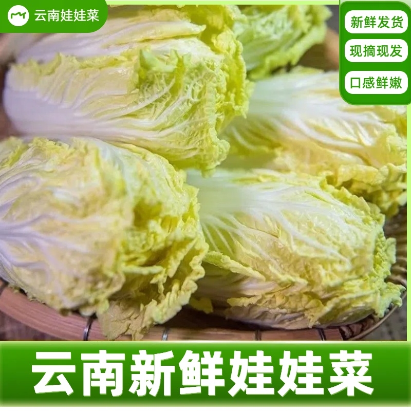 娃娃菜新鲜黄心娃娃菜云南高山农家大白菜脆甜爽口当季时令蔬菜