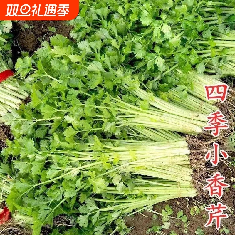 小香芹种子四季易种西芹蔬菜庭院阳台盆栽家庭种植香味浓细种籽