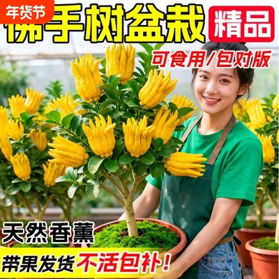 佛手树苗盆栽带果金华佛手柑盆景可食用植物阳台庭院花卉绿植好养