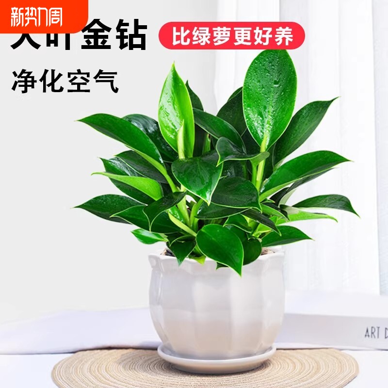 金钻绿植盆栽净化空气室内客厅办公室桌面绿萝甲醛阳台摆放卧室