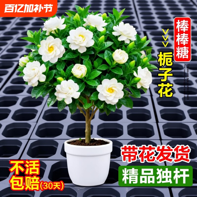 独杆棒棒糖栀子花盆栽带花苞大叶老桩树苗室内阳台四季开浓香花卉