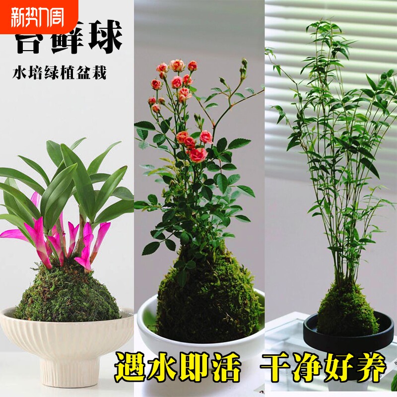 水培七彩石斛兰米竹苔藓球带花姬月季盆栽懒人好养绿植室内花卉