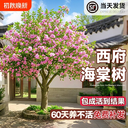 海棠花树苗高杆西府北美海棠耐寒植物庭院盆栽地栽风景树室外开花