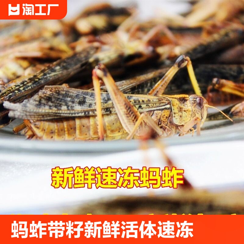 蚂蚱新鲜东亚飞蝗蹬倒山大绿蝗虫串烧烤油炸非即食生肉一斤甄选