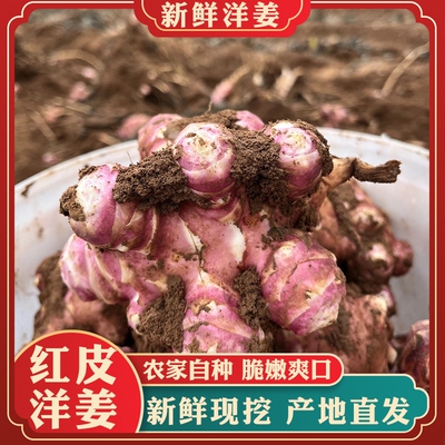 甘肃高原新鲜红皮洋姜种子鬼子姜不辣生菊芋泡菜腌制鬼子姜姜不辣