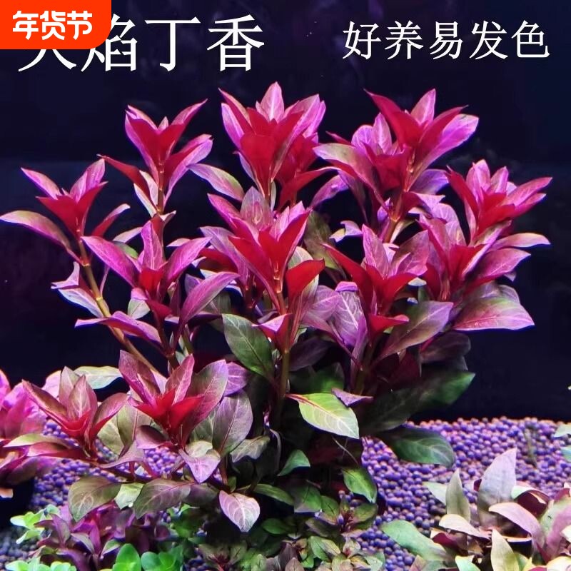 鱼缸水草造景紫红丁香水草植物真草绿植养鱼水培沉底定植好养淡水