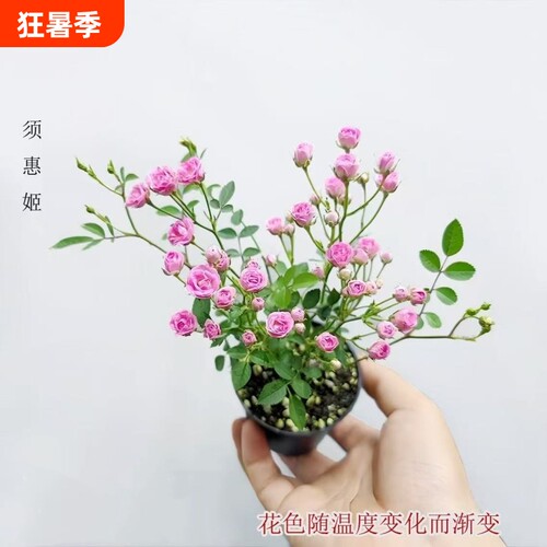 【开花机器】须惠姬带花苞超微月季好养花室内外绿植花卉小盆栽