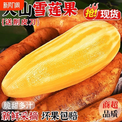 云南天山特级雪莲果新鲜水果当季现挖脆甜红心黄心雪连果特大果