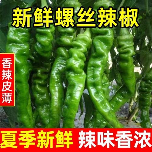 新鲜香辣螺丝椒薄皮螺丝椒青尖椒