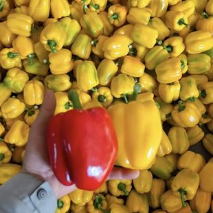 新鲜彩椒山东寿光产地特产水果生吃五彩红黄彩椒灯笼椒香甜圆辣椒