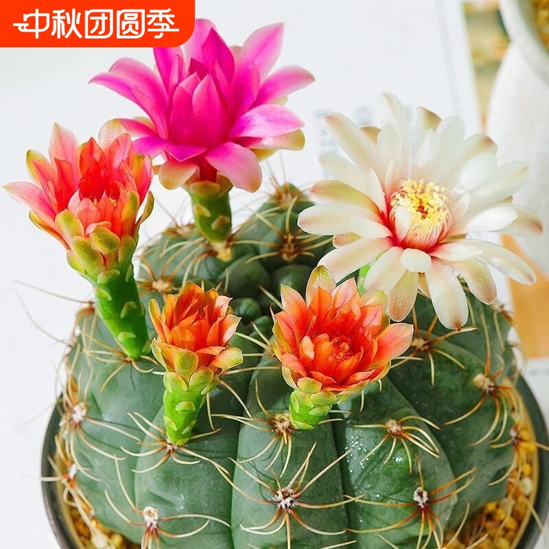 绯花玉仙人球盆栽开花好活净化空气除甲醛桌摆办公室花卉绿植客厅										
