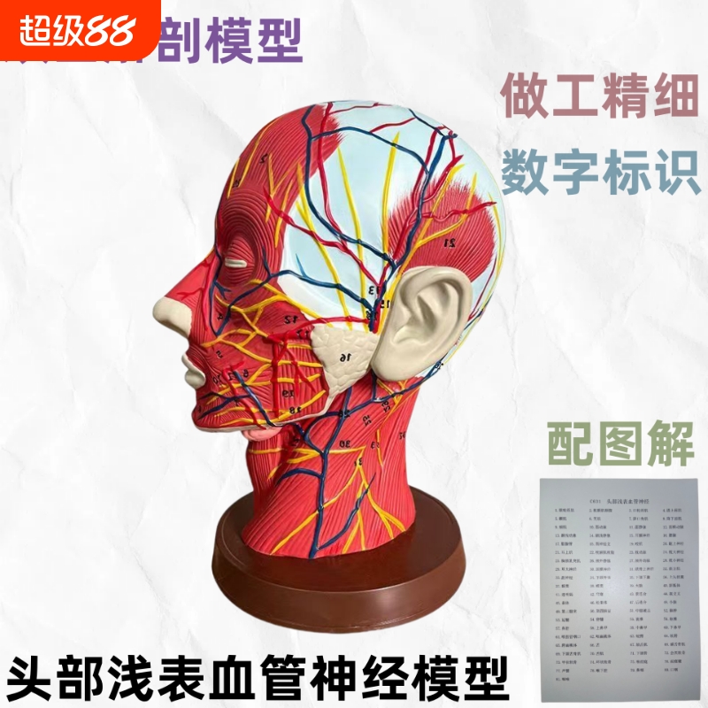 人体头部模型矢状切面医学美容面部神经微整形浅表血管模矢状深表面教学穴位