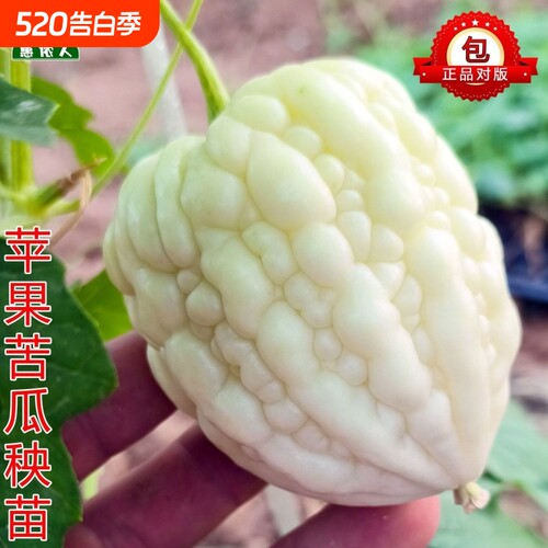 苹果苦瓜秧苗台湾苦瓜苗带土秧苗白珍珠苦瓜菜苗蔬菜苗大全秧苗