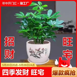 八方来财鸭脚木四季常青室内绿植盆栽花卉发财树苗招财树客厅水培