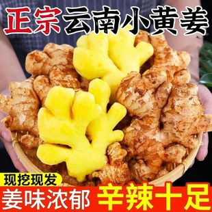 现挖现发正宗云南新鲜小黄姜仔姜当季新姜泡姜生姜鲜姜农家种植