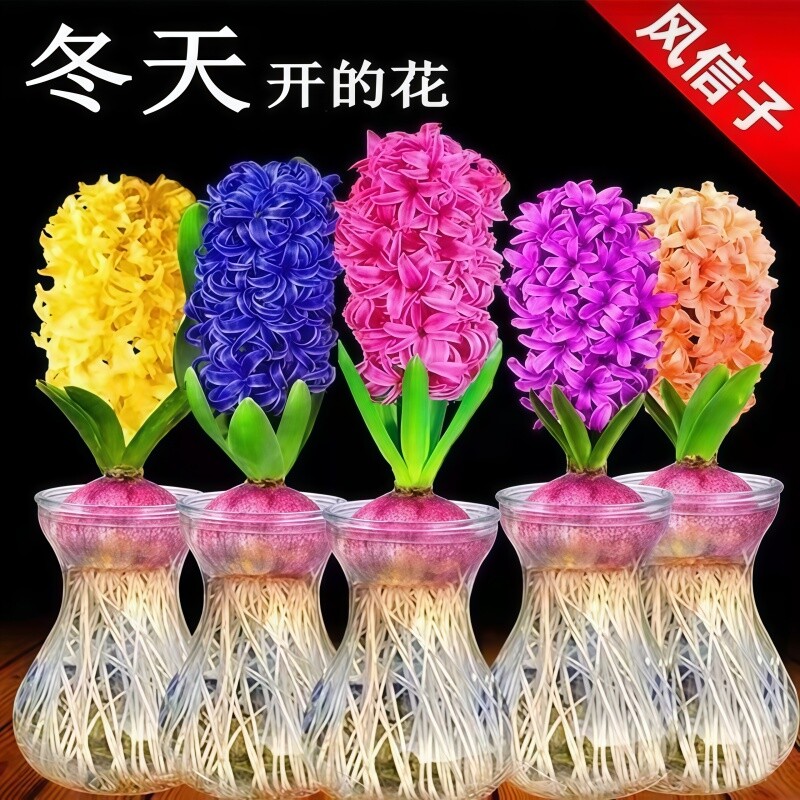 风信子种球水培植物室内绿植物图片