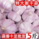 金乡大蒜干蒜5斤特大果山东本地农家紫白皮批发新蒜头 包邮