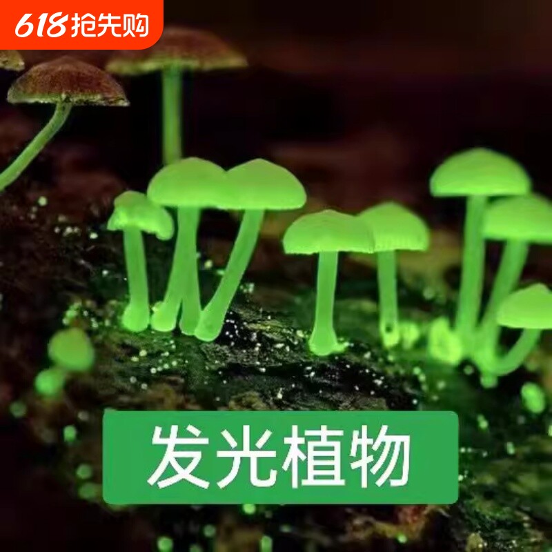 蘑菇发光绿植室内菌种观赏夜光雨林植物盆栽种植阳台可食用庭院