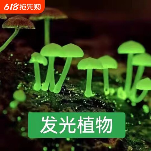 蘑菇发光夜光绿植|277人收藏