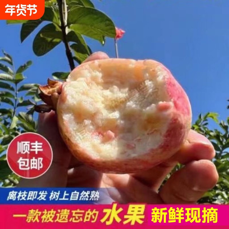 首单直降广东胭脂红番石榴软糯红心芭乐鸡屎果孕妇应季新鲜水果,水产肉类/新鲜蔬果/熟食,番石榴/芭乐,淘宝优惠券,粉丝福利购,淘宝优惠卷