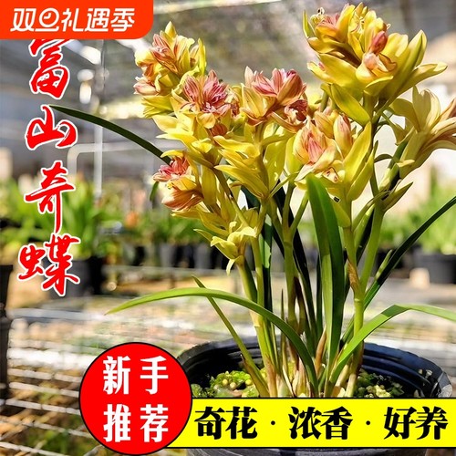 建兰四季兰富山奇蝶奇花花开浓香