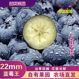 整箱蓝莓大果22mm云南高山花香蓝莓25新鲜采摘当季 水果 空运发货