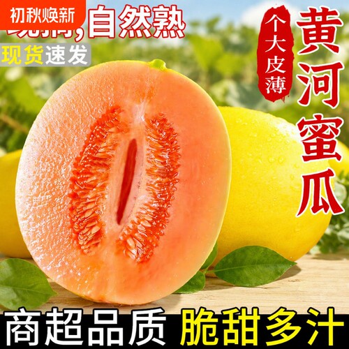 陕西黄河蜜甜瓜哈密瓜当季新鲜水果沙漠黄金蜜瓜香瓜正宗整箱现摘