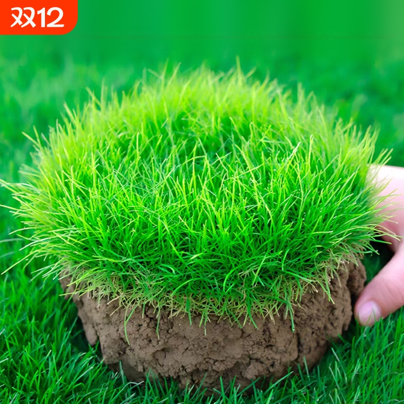 草坪草籽护坡固土四季常青黑麦草种子耐寒耐旱绿化工程狗牙根草籽