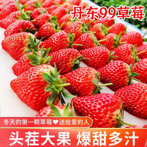 正宗丹东99草莓新鲜颜奶油九九甜牛奶草莓礼盒装大果空运当季水果