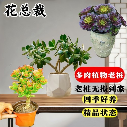 精品玉树盆栽老桩超大颗多肉植物发财树盆栽室内好养沙漠玫瑰花卉