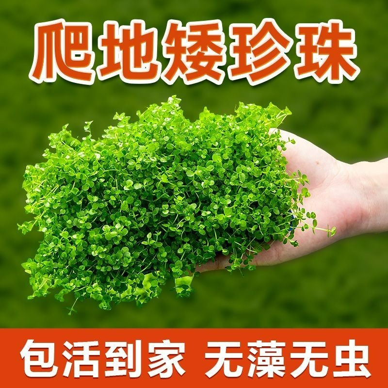 前景草爬地矮珍珠鱼缸水草植物真草活净水阴性草新手无菌杯牛毛