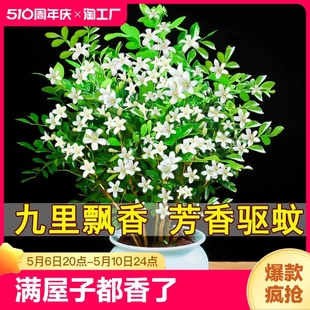 九里香盆栽水培竹柏植物室内驱蚊草四季 开花七里香好养绿植带花苞