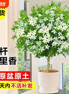 独杆九里香盆栽室内四季花卉茉莉花苗阳台庭院驱蚊植物