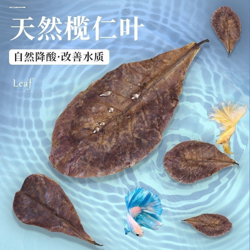 鱼缸榄仁叶乌龟橄榄叶水族斗鱼懒人叶降酸调节水质Ph值养龟龙眼叶