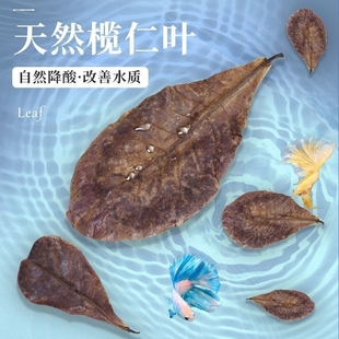 鱼缸榄仁叶乌龟橄榄叶水族斗鱼懒人叶降酸调节水质Ph值养龟龙眼叶