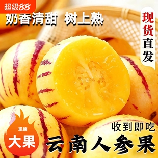 云南人参果新鲜大果圆果黄肉现摘树上熟七彩人生果整箱包邮石林
