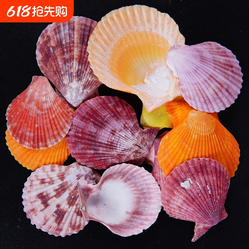 天然彩贝扇贝壳手工幼儿园学校diy装饰摆件摄影家居水族鱼缸造景