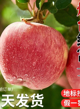 烟台红富士苹果应当季新鲜水果整箱山东脆甜冰糖心丑苹果10斤批发