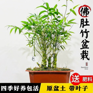 佛肚竹盆栽老桩矮化罗汉竹小盆景室内客厅办公室桌面四季常青竹子