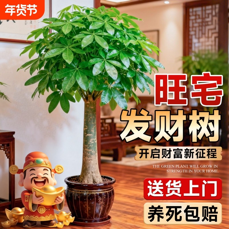 发财树盆栽大型招财树室内客厅旺宅盆景落地绿植乔迁之喜开业送礼