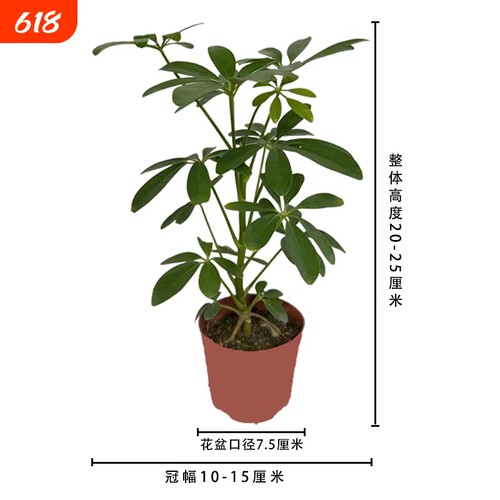鸭脚木七叶莲八方来财盆景室内绿植四季常青盆栽客厅办公桌卫生间