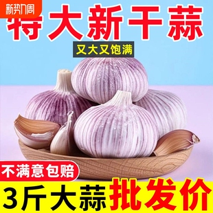 山东紫皮大蒜头整箱新干蒜新鲜大蒜头特大果火锅料理 大甩卖