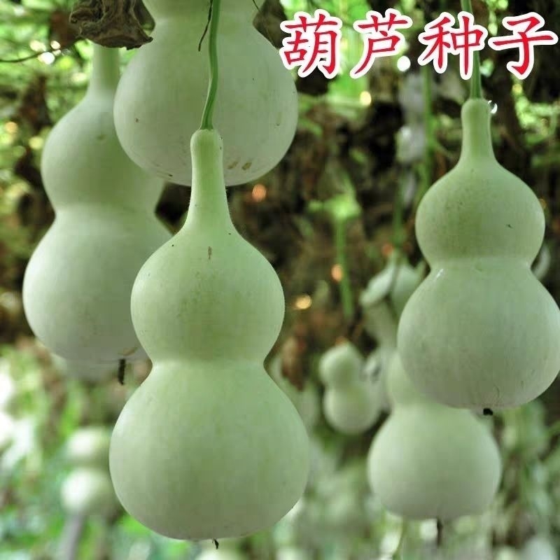 高产中号葫芦种子葫芦种籽八宝葫芦瓢可食用春秋四季阳台盆栽种子