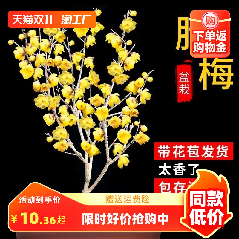 腊梅花树苗盆栽带花苞耐寒老桩盆景花卉植物室内花四季红绿梅高性价比高么？