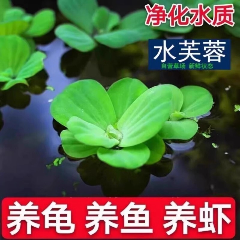 水芙蓉浮萍水草水培植物水上和鱼共养金鱼缸造景古法养鱼净化水质