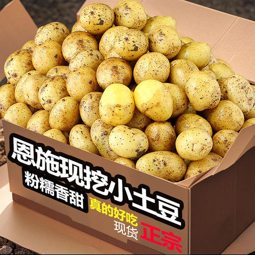 现挖恩施小土豆现挖湖北新鲜