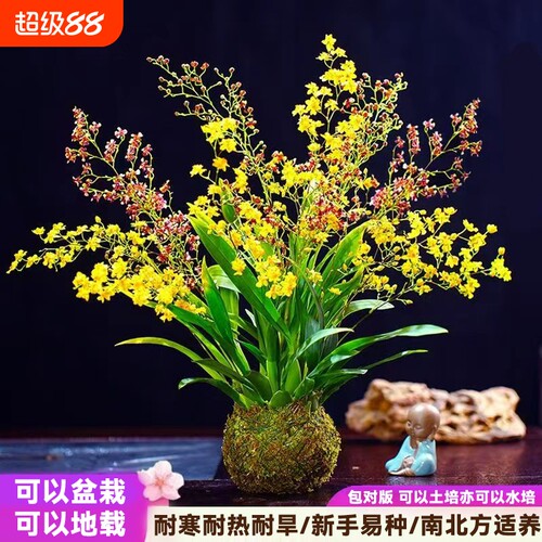 香水兰文心兰梦香兰跳舞石斛兰花